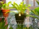 orchidarium 2 orchidarium 2