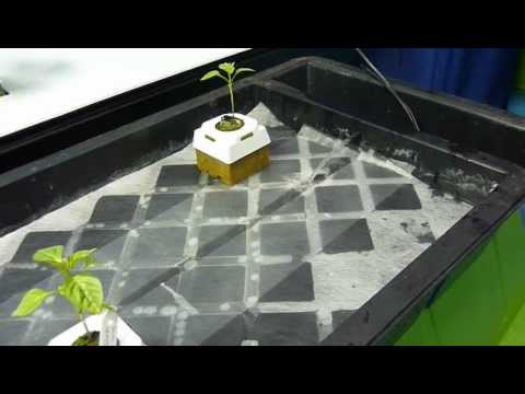how to grow nft
