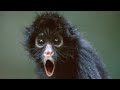 Awesomely funny animals! Awesomely funny animals!