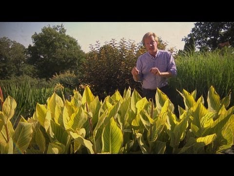 Growing Cannas | At Home With P. Allen Smith