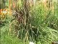 Tropisch Vordenstein  18 - Pennisetum