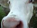 Attack Of The Cows!!!