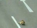 Conmovedora acci�n de perro callejero en la carretera