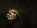 Can Prank