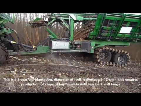 how to harvest willow