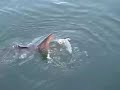 Sturgeon on Hanford Reach
