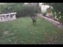 Pirate at a year old - the Tasmanian Bat-Dog Pirate at a year old - the Tasmanian Bat-Dog