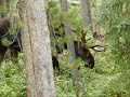 Moose Moose