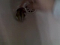 tomaccO =)