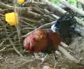 Gallo Gallo