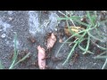 Ant home.mpg