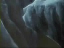 Wolf\
