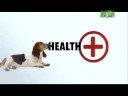 Dogs 101 - Basset Hound