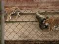 Tigres Zoo.MPG