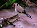 Darrrrek - Breeding carduelis major22