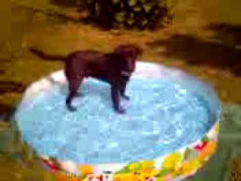 video pensione per cani e gatti - roma