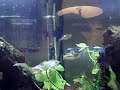 Pea Puffers