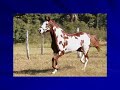 The Paint Horse (the one that actually works!) The Paint Horse (the one that actually works!)