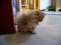 Starring Sirocco - Raw Diet Documentary 12.30.08