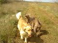 Weimaraner pigs and  Golden retriever