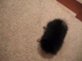 Vivi the Pomeranian Hellhound