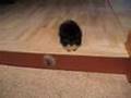 Vivi the Pomeranian Hellhound
