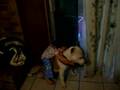 Pitbulls STOP BSL!
