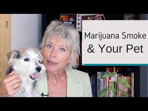 How Does Marijuana Smoke Affect Your Pet?