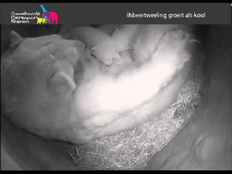 IJsbeertweeling groeit als kool