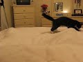 Devil kitty