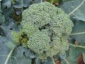 Casa Rural Urbasa Urederra Nș 185 -Brocoli -Agroturismo Navarra - 19 - 28303 Casa Rural Urbasa Urederra Nș 185 -Brocoli -Agroturismo Navarra - 19 - 28303