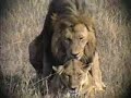 Lions In Love