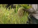 Sulawesi Sulawesi