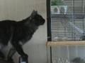 videos de Smockey Maine Coon met Gerbril