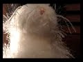 Webkinz Contest!!