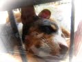 Basenji Lullaby