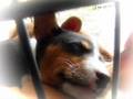 Basenji video