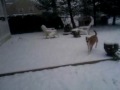 Woofy and Serena playing in the snow.