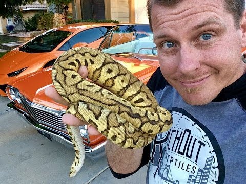 YouTube reptile video