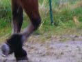 Performance Barefoot Foxy