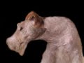 Wire fox terrier Oddie - SlideShow #1