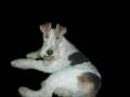 Wire fox terrier Oddie - SlideShow #1