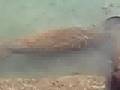 Manatees