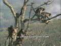 kantoi dgn anak ketika berasmara