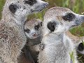 meerkat manor