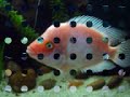 Aqu�rio de carn�voros 2007