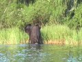 Elephant leaves the river in Ishango