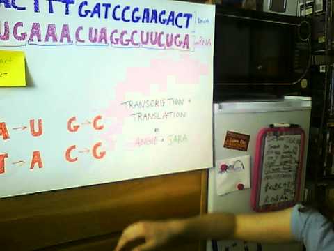 how to turn dna into rna