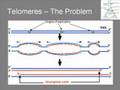 Telomeres and Telomerase