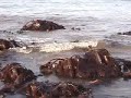 MUSQUASH - FundyBaykeeper - Join CCNB MUSQUASH - FundyBaykeeper - Join CCNB